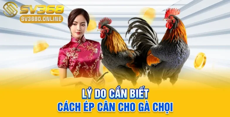 Lý do cần biết cách ép cân cho gà chọi